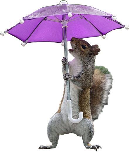 Animalsquirrel - Umbrella (466x557), Png Download