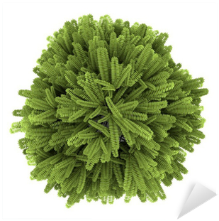 Top View Of Staghorn Sumac Bush Isolated On White Background - Staghorn Sumac (400x400), Png Download