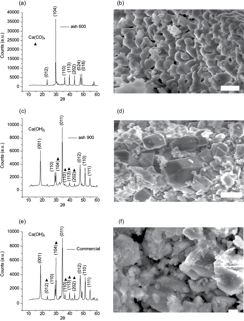 The Samples And Scanning Electron Microscope Images - Scanning Electron Microscope (815x1070), Png Download
