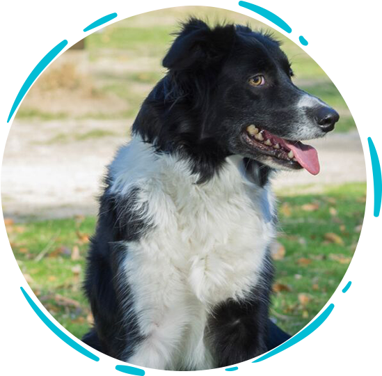 Los Perros Son Utilizados Para Detectar Una Gran Variedad - Dog Catches Something (592x580), Png Download