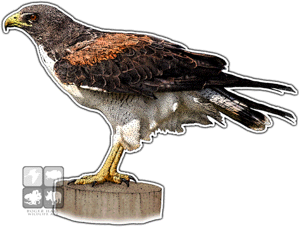 White-tailed Hawk Decal - Art (590x447), Png Download
