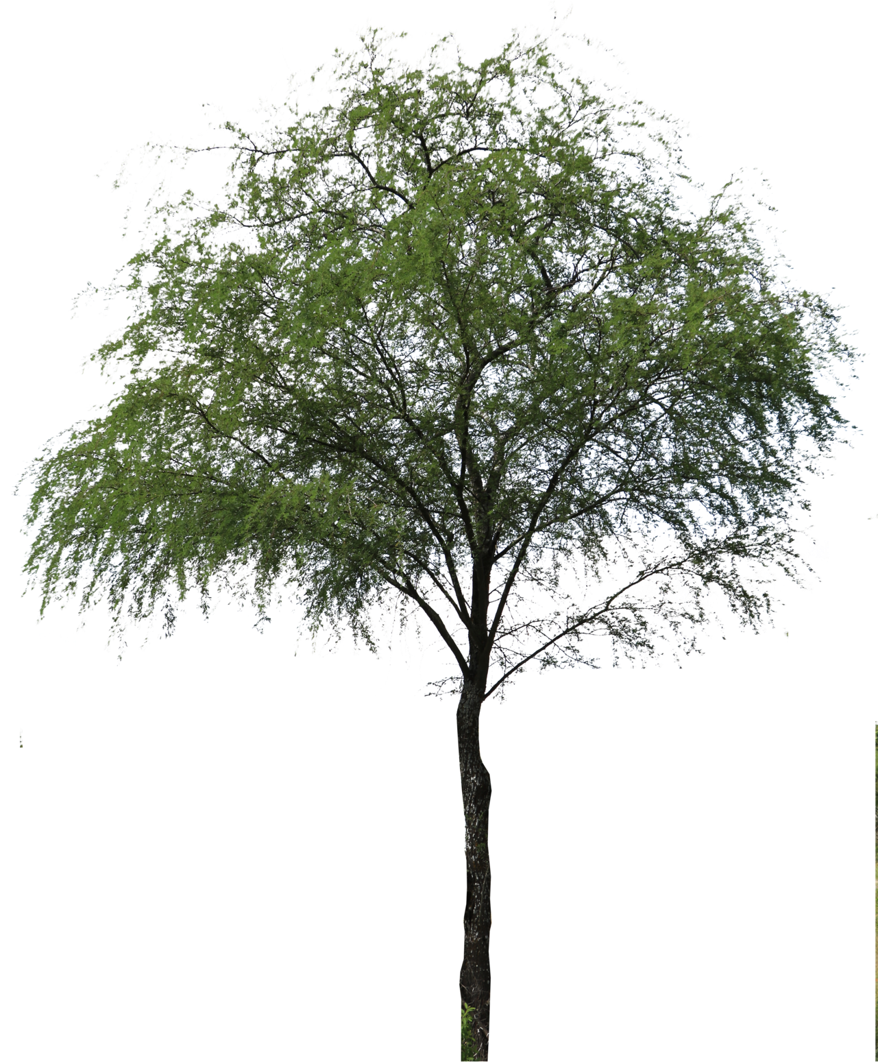 Huizache Arbol Png (1280x1603), Png Download