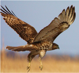 Red Tailed Hawks - Hawk (300x558), Png Download