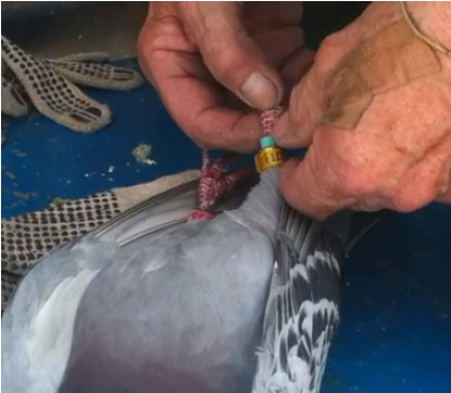 United States Of America (870x362), Png Download