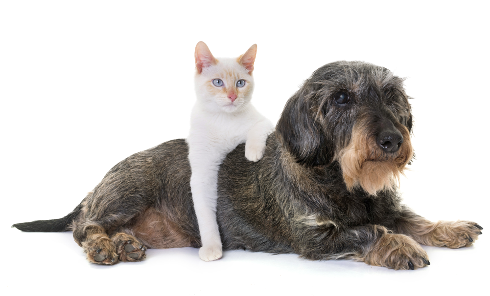 What Is Osteoarthritis - Domestic Short-haired Cat (1000x662), Png Download