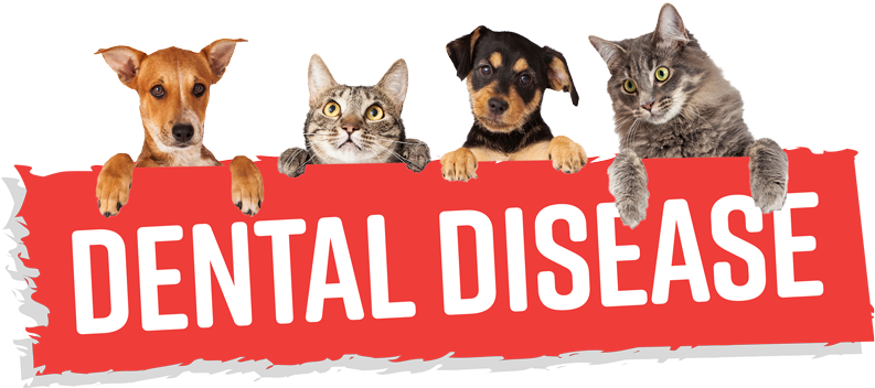 What Is Dental Disease - Mony Is My Best Friend (800x360), Png Download