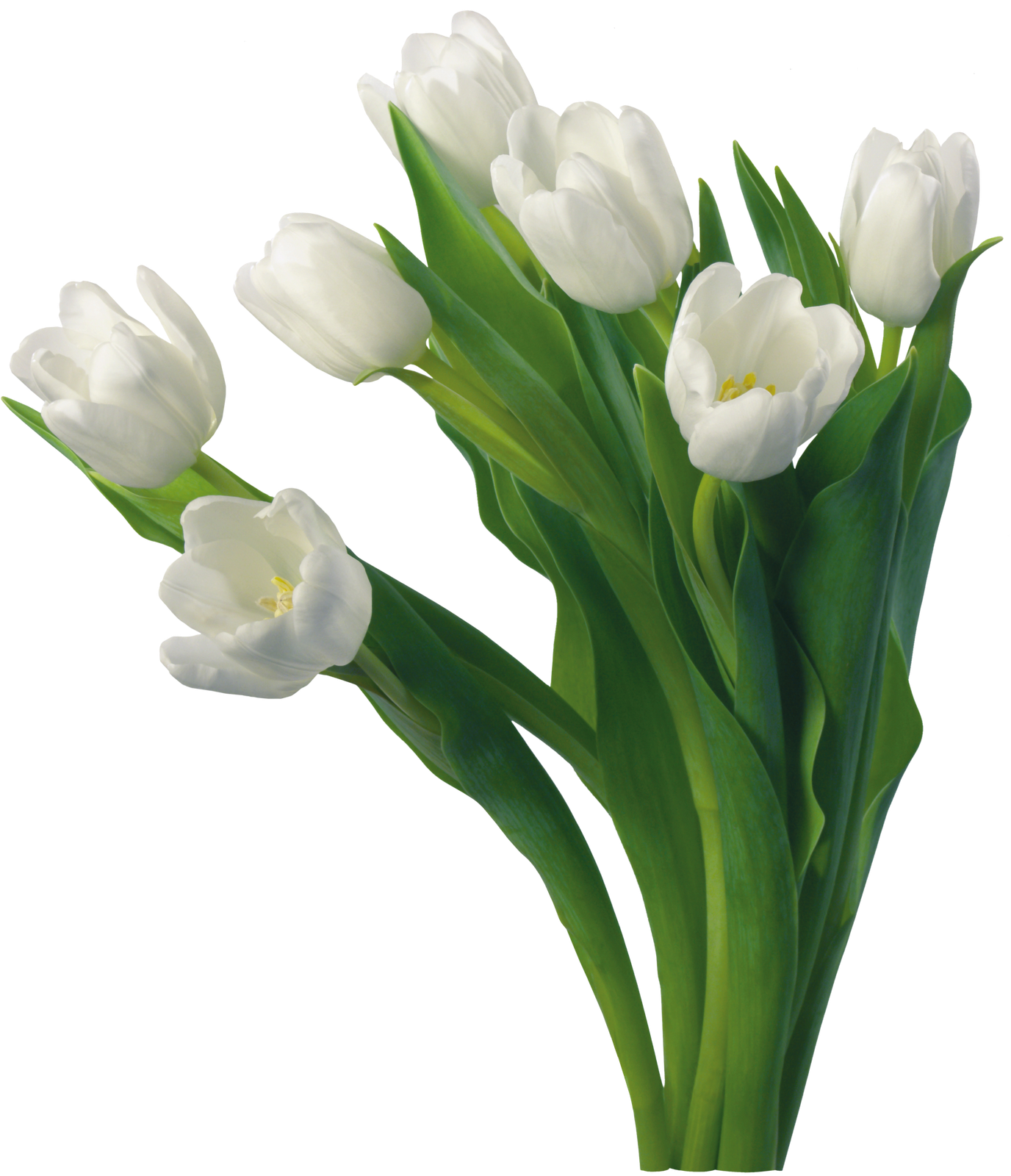 Publicado Por Marcos Gratis Para Tus Fotos, Png En - Good Morning White Flowers (1376x1600), Png Download