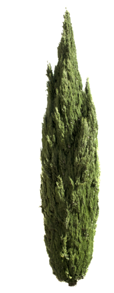 Cupressus Png - Mediterranean Cypress (247x599), Png Download