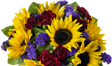 Regalar Flores - Gift (480x250), Png Download