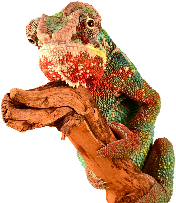 Reptile, Chameleon, Lizard, Colorful, Camouflage, Red - Lagarto Colorido Png (720x720), Png Download