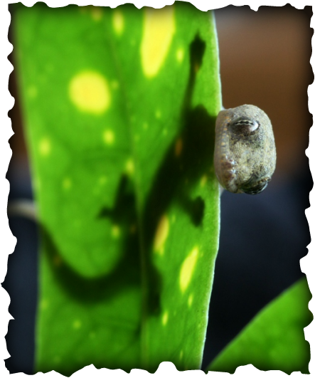 House Gecko, Gecko, Hawaii, Nature, Reptiles, Herps, - 80's Detective Shows Uk (443x531), Png Download