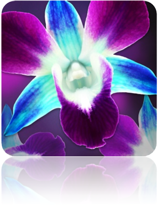 Separator-new - Lamdagen Corporation (360x465), Png Download