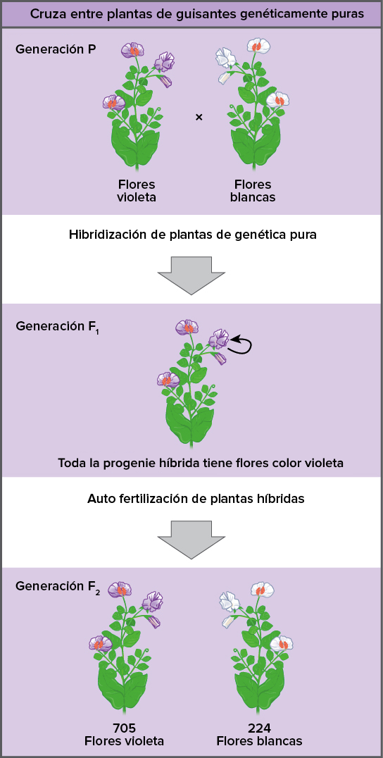 Thumbnail (544x1076), Png Download
