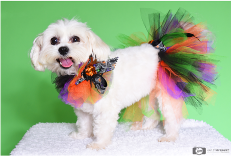 Halloween Spider Tutu - Halloween (450x454), Png Download