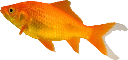 The Pet Shop Worthing - Types Of Goldfish (520x249), Png Download