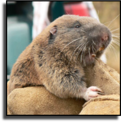Martin County Gopher Removal - Mazama Pocket Gopher (500x500), Png Download