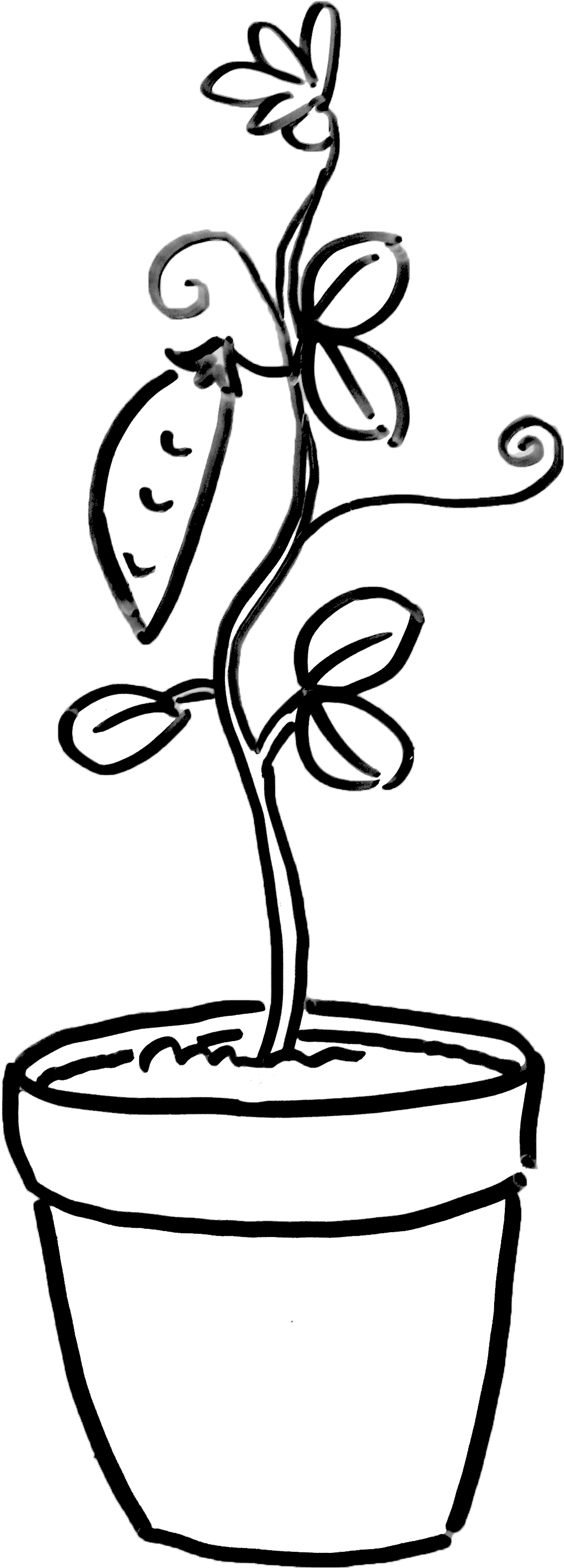 Plant Potted Houseplant Growing Garden Sprouting Dayna - Flowerpot (2400x3130), Png Download