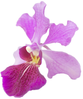 Vanda Miss Joa Was Selected As Singaporeu0027s National - Singapore National Flower Clipart (334x392), Png Download