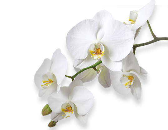 Flower - Storczyki Bia E Fototapeta, Tapeta, (312 X 219 Cm) (546x415), Png Download