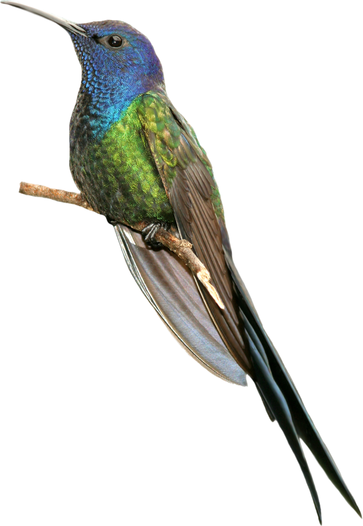 Фотки Colibri, Aves, Aves De Compañía, Jardines Secretos, - Bird (707x1024), Png Download