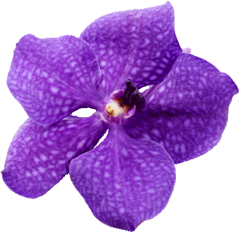 Costa Rica Sloath Costa Rica Waterfall Costa Rica Destination - Costa Rica National Flower Png (475x340), Png Download