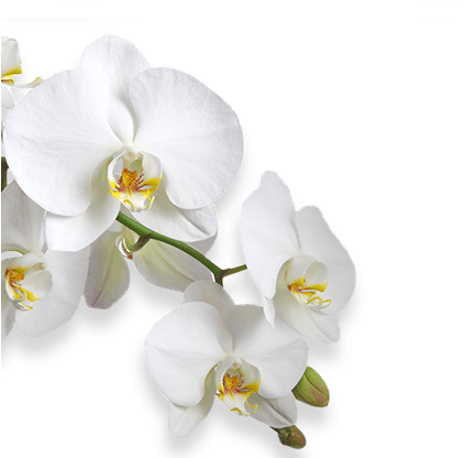 Flower - Rouwkaart Voorbeeld (439x415), Png Download