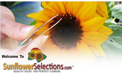 Sunflower (500x307), Png Download