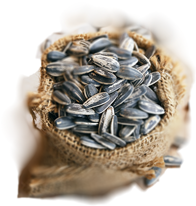 Найти - - Sunflower Seed (400x412), Png Download