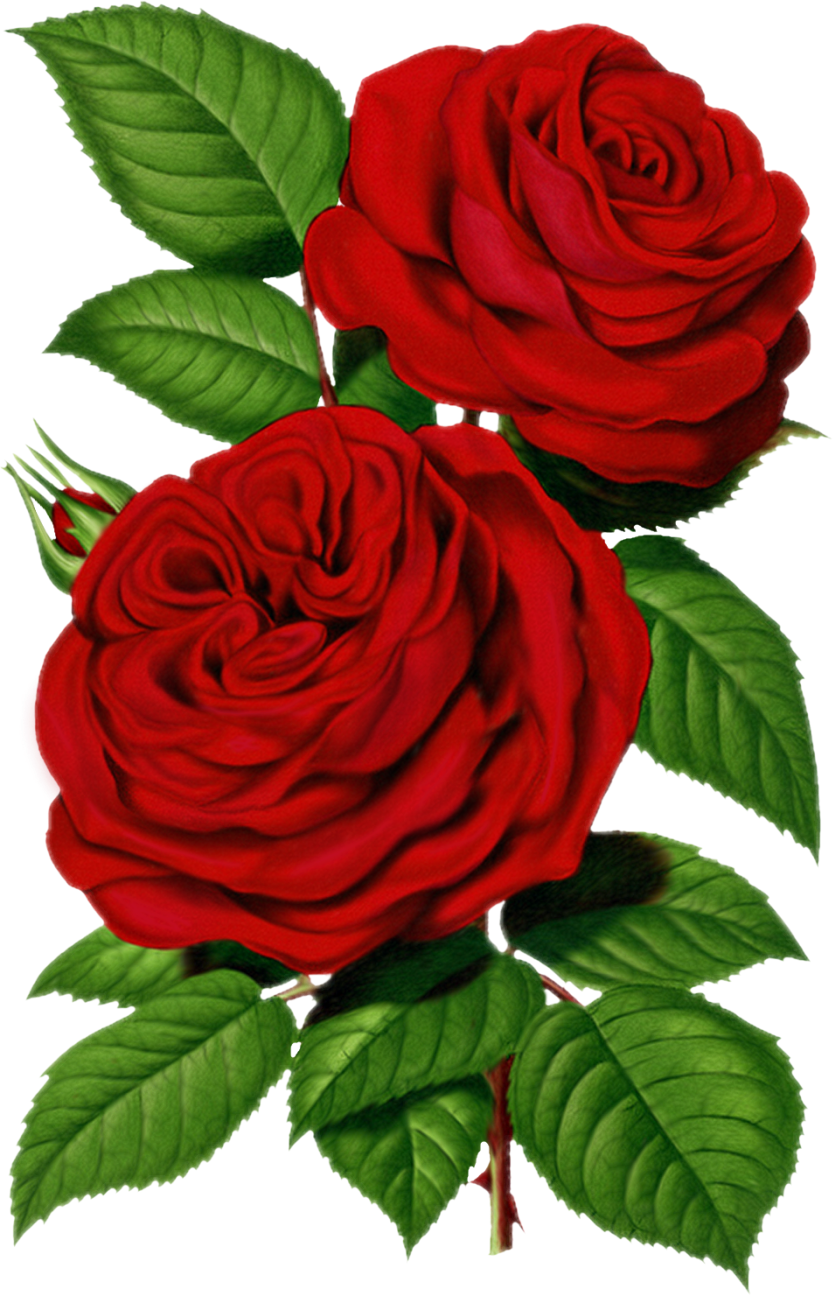 Victorian Red Rose Graphic - Marcos De Rosas Rojas (833x1295), Png Download