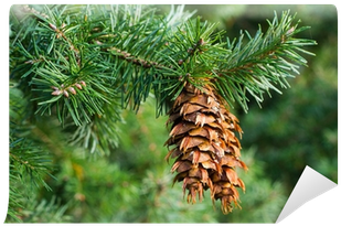 Pseudotsuga Menziesii (400x400), Png Download