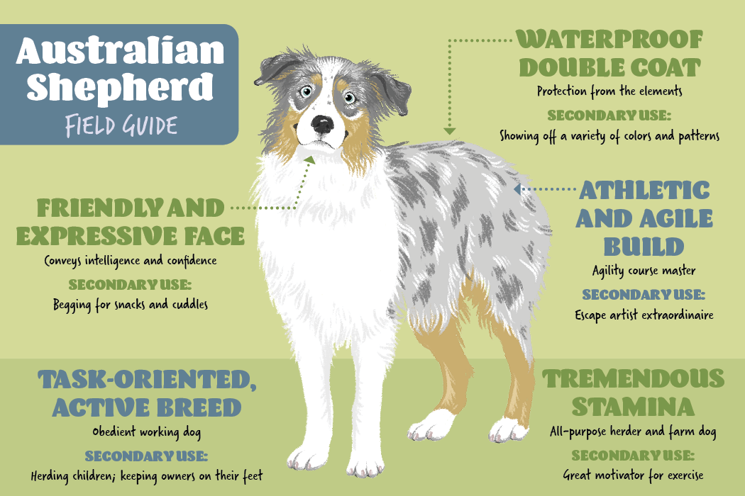 Australian Collie (1050x700), Png Download