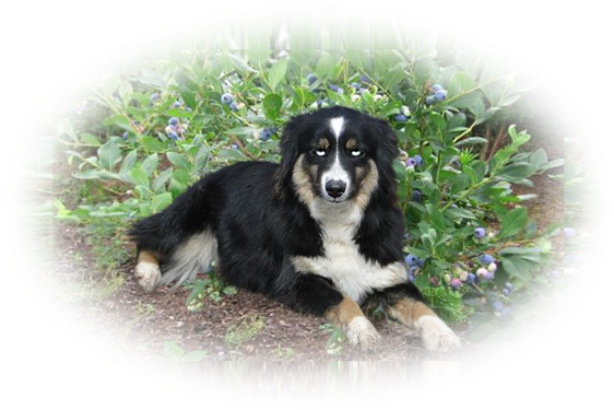 Miniaussiepuppies Wellcminiaussies Breeder - Blueberry Vaccinium Corymbosum Blueberry 'bluecrop' (600x396), Png Download