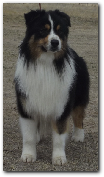 Australian Collie (350x595), Png Download