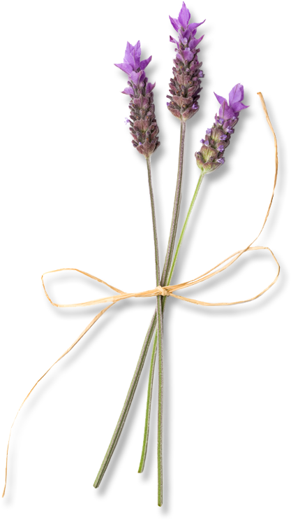 English Lavender (448x758), Png Download