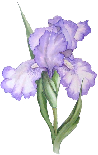 Iris Flower - Iris Clipart (332x500), Png Download