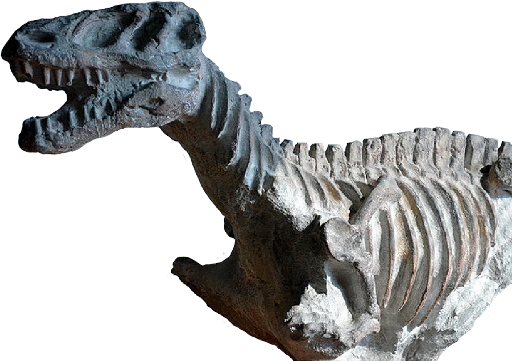 Fossilised T-rex - Tyrannosaurus (1013x729), Png Download