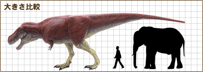 ティラノサウルス 人 比較 (700x250), Png Download