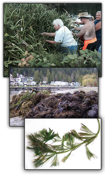 Invasive Plants - Cultus Lake (350x580), Png Download