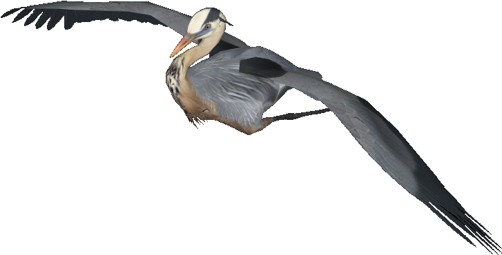 Great Blue Heron - Great Blue Heron Png (726x726), Png Download
