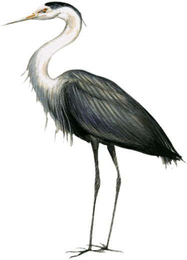 Great Blue Heron Drawing - Garzas Png (395x540), Png Download