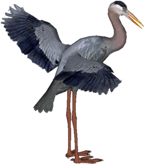 Heron Hd Birds - Little Blue Heron Transparent (339x360), Png Download