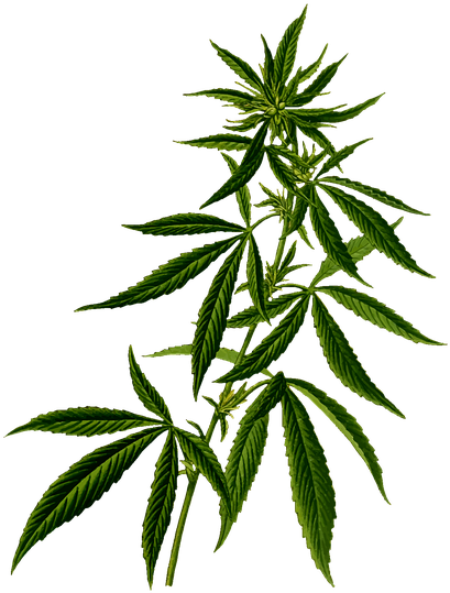 Cannabis (400x528), Png Download