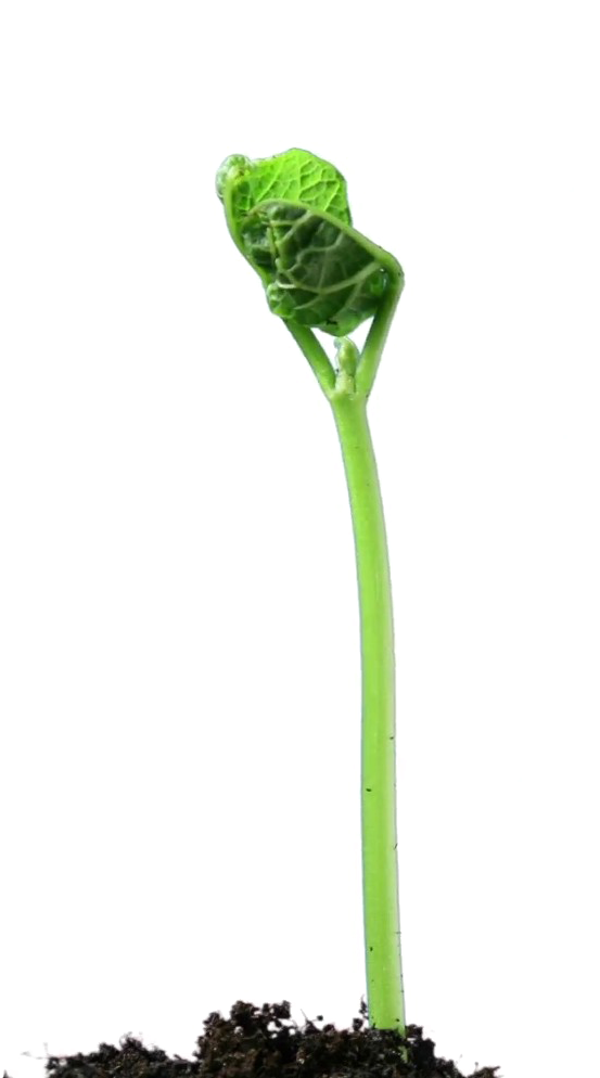 Growing Plant Png Photo - Wallpaper (603x993), Png Download