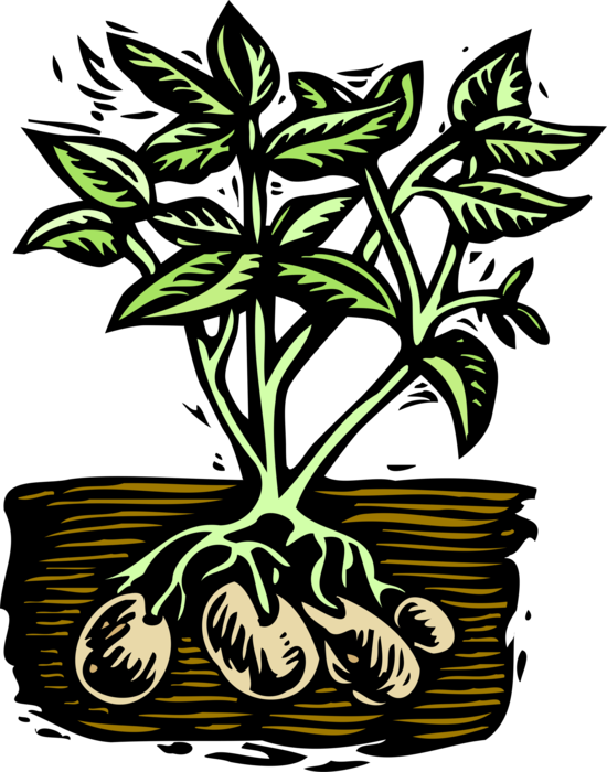Vector Illustration Of Starchy Edible Tuber Cultivated - Potato Plant Clip Art (550x700), Png Download