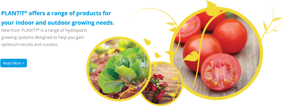 Plant T - Plum Tomato (960x387), Png Download