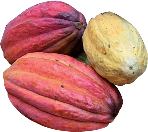 Health And Nutrition - Cabosse De Cacao Png (486x442), Png Download