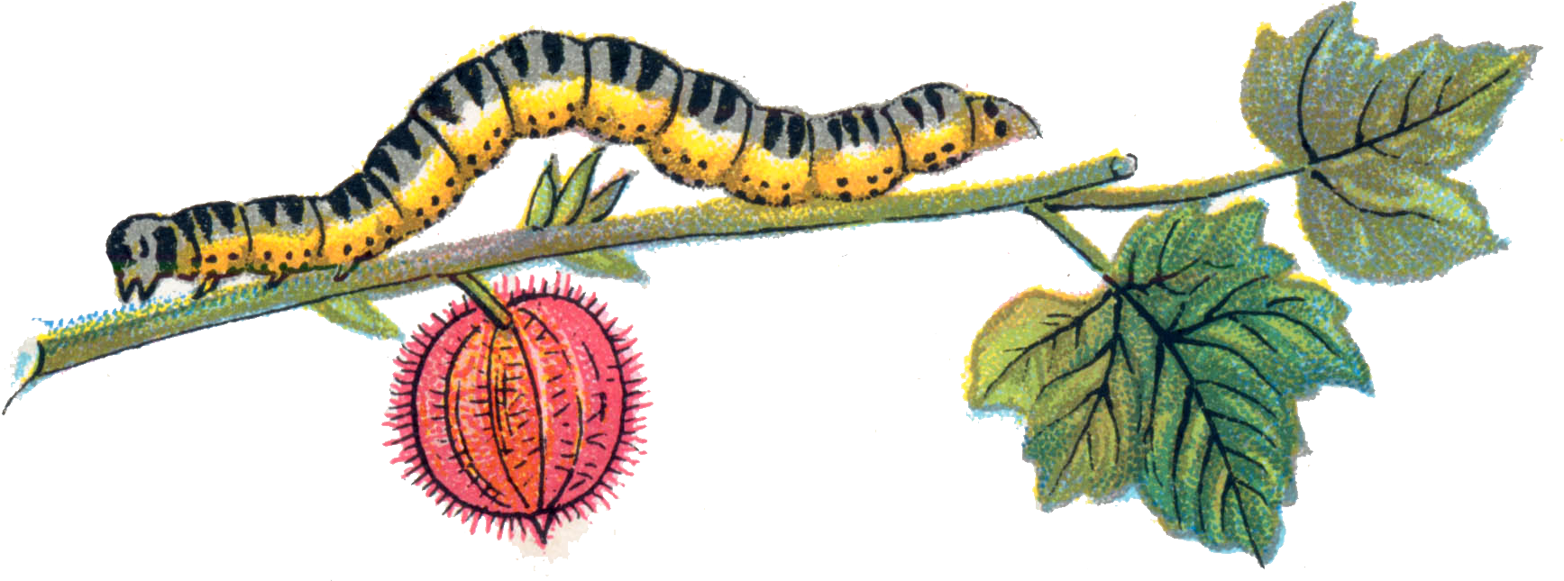 Caterpillar Png (1737x663), Png Download