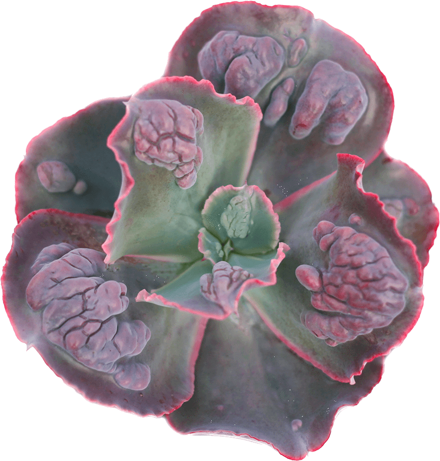 Echeveria 'etna' - Echeveria (1024x1024), Png Download