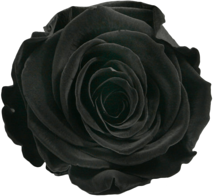 Velvet Black - N.a. 6 X Rose Gefriergetrocknet Stabilisiert Echte (877x800), Png Download