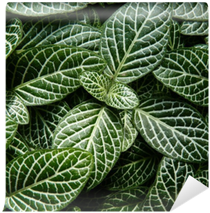 Hojas Verdes-fittonia Verschaffeltii Var - Fittonia (400x400), Png Download